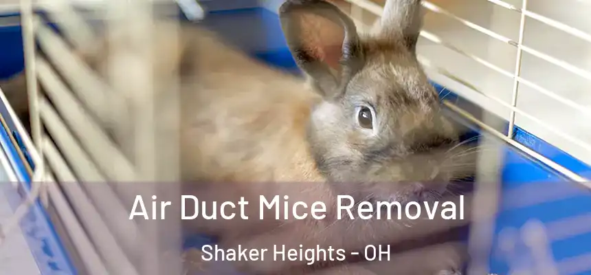  Air Duct Mice Removal Shaker Heights - OH